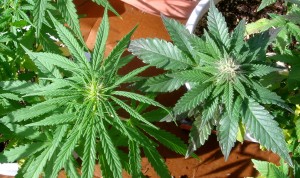 DIfference between Sativa and Indica